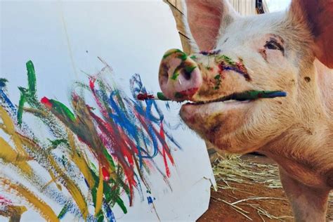 Meet ‘Pigcasso’: The painting hog at the center of the art world