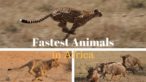 Top 10 Fastest Animals in Africa (and the World)