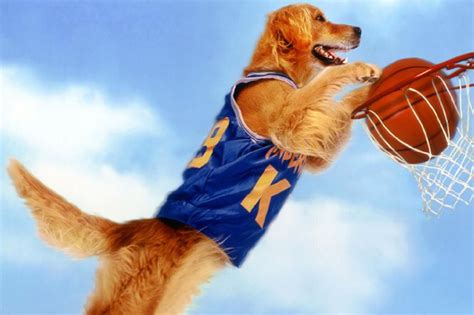 Buddy (dog actor) | Air Bud Wiki | Fandom