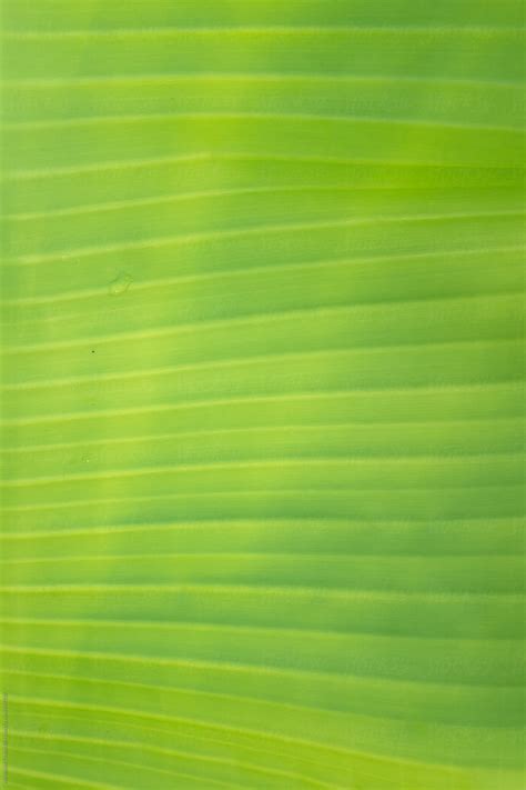 Banana Leaf Texture | Stocksy United