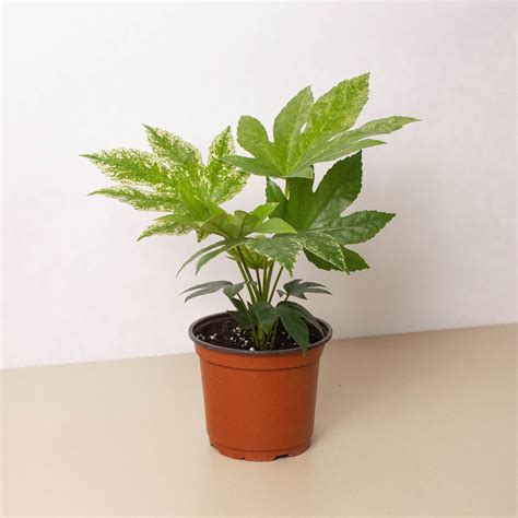 Fatsia 'Spider's Web' | Indoor Plant | Tropical Plant | Potted Plant — House Plant Shop