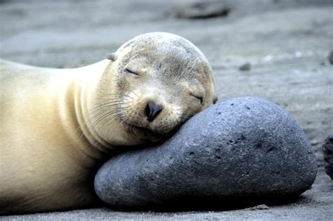 Galápagos Sea Lion – "OCEAN TREASURES" Memorial Library