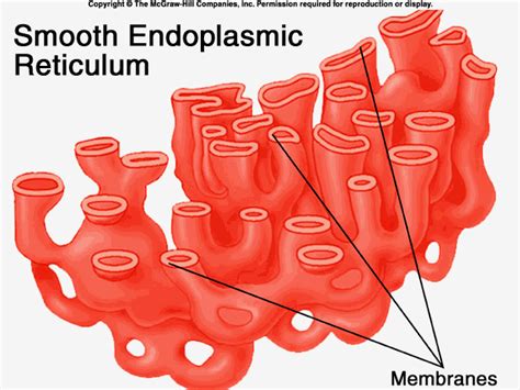 Smooth Endoplasmic Reticulum - Organelles