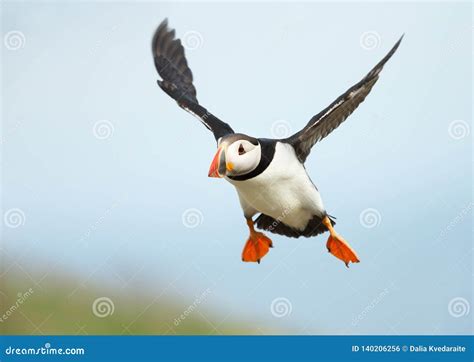 Close Up of Atlantic Puffin in Flight Stock Photo - Image of acrobatic, flight: 140206256