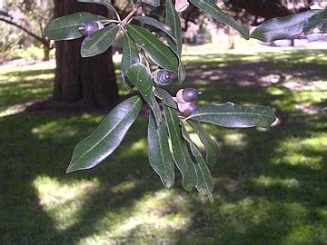 Quercus virginiana - Wikipedia