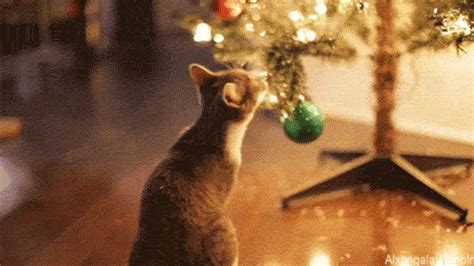 Christmas Tree GIF - Find & Share on GIPHY