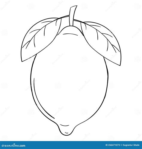 Hand drawing lime stock vector. Illustration of outline - 266471073