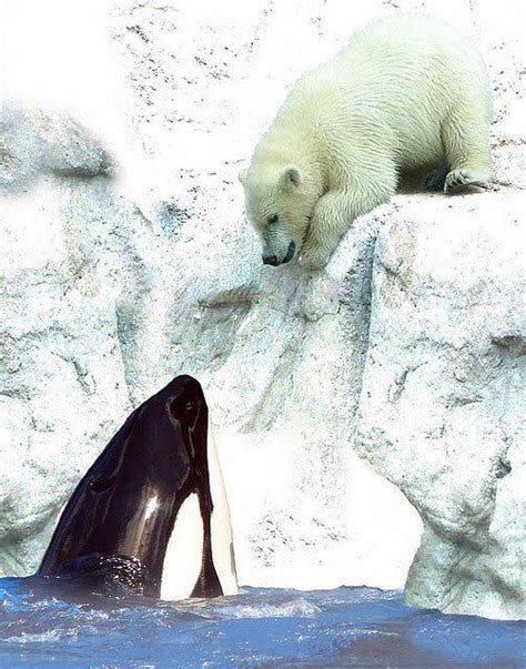 Polar Bear and Killer Whale becoming friends | Photography | Pinterest | Whales, Earth pics and ...