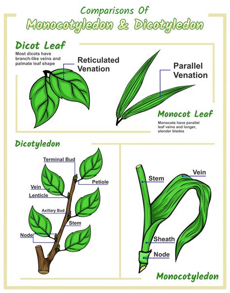 Premium Vector | Dicot leaf and monocot leaf