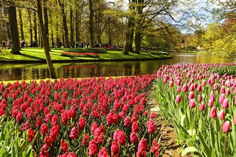 11 Tips & Tricks for Visiting Keukenhof Gardens (+ 2025 Info)