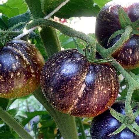 «Dark Galaxy» - Organic Tomato Seeds - Shipping is free for orders over €50