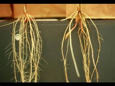 What Is Ths Function Of Root Hairs? - Root Hairs in Plants: Function ...