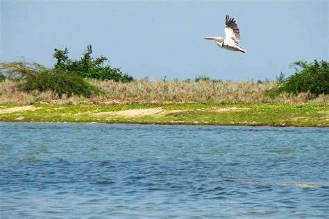 Pulicat Lake In Nellore For Spotting Migratory Birds | LBB, Chennai