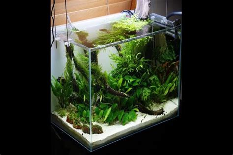 15 Gallon Aquarium | 9 Awesome Tips