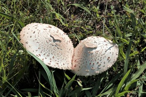 Two White Amanita Mushrooms Free Stock Photo - Public Domain Pictures