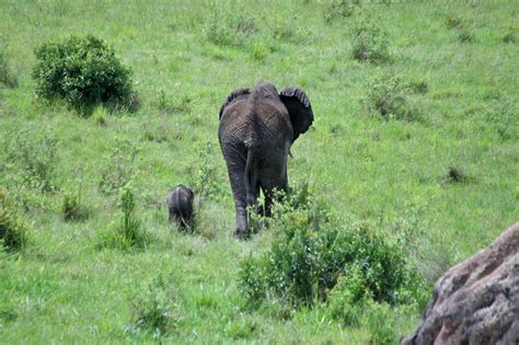 Elephant Migration – FISI CAMP