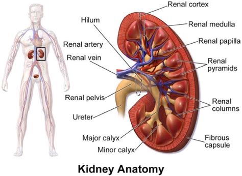 List of Kidney Diseases and Conditions | Disabled World