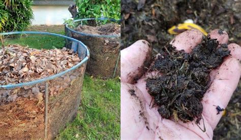 How To Make Leaf Mold: Turn Fallen Leaves Into Gardener's Gold