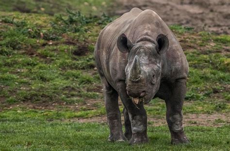 Doncaster's Yorkshire Wildlife Park is helping to save the endangered rhino | Doncaster Free Press