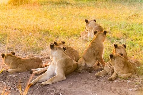 A Pride of African Lions Relaxing in the Grass in a South Africa Stock ...