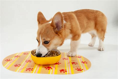 How to Handle a Food Aggressive Corgi: Step-By-Step Process