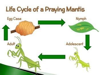 Praying Mantis ~ An Interactive PowerPoint Presentation of their Life ...