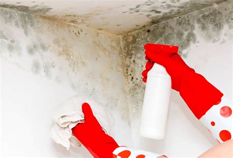 The Homeowner's Guide to Identifying and Treating Mould