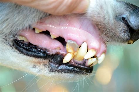 My Dog Has Pale Gums, What Should I Do? Our Vet Explains | Hepper