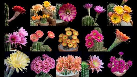 Echinopsis Cacti: Brilliant blooming cactus flowers in time-lapse – The ...