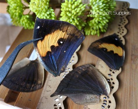 8pcs Real Butterfly Wing Authentic Butterfly Wing Nature - Etsy