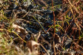Gaggle of Gators | A group - someone counted 16 - of hatchli… | Flickr