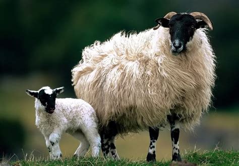 Ireland Signs Deal to Export Sheep Meat to Iran - Economy news - Tasnim ...