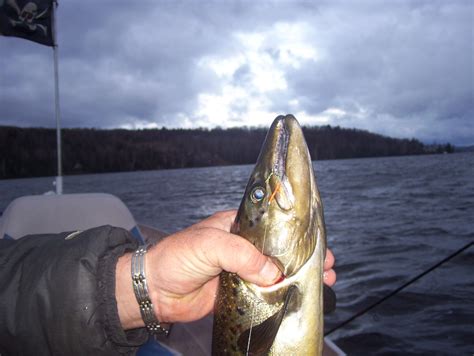 Salmon, Rangeley Lake Maine | Rangeley lake, Rangeley, Fishing pictures