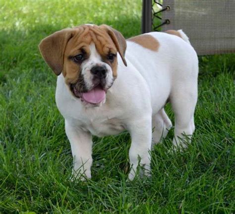 Beagle Bulldog Mix | PETSIDI