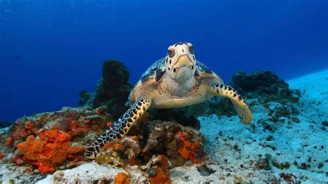 11 of the Most Endangered Marine Animals - Seaside Planet