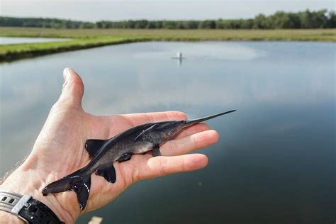 Paddlefish Fish Facts | AZ Animals