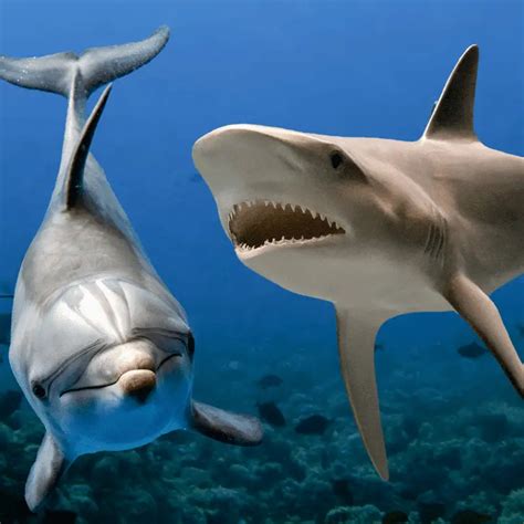 Why Are Sharks Afraid Of Dolphins? Dolphin Pods Aren't To Be Messed With! Team Work! - Animal Ways