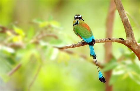 What Animals Live In Nicaragua? - WorldAtlas