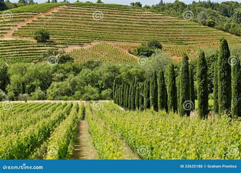 Vineyards on hillside stock photo. Image of track, hill - 33635188