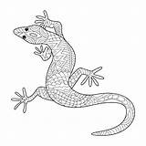 Gecko Coloring Pages  Best For Kids sketch template