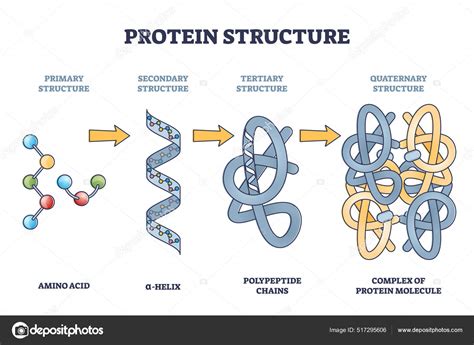 Protein Primary Secondary Tertiary And Quaternary Structure