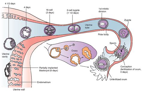 Pin on Nursing - Pathophysiology