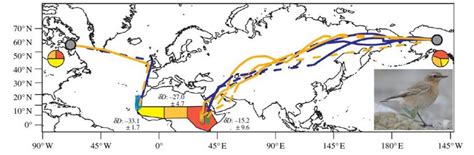 The Epic Migration of a Songbird | The World from PRX