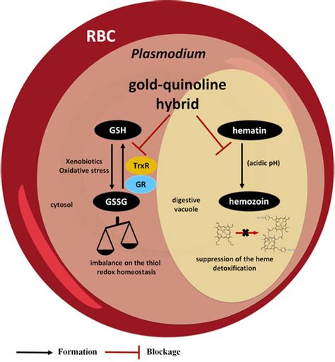 Primaquine Mechanism Of Action