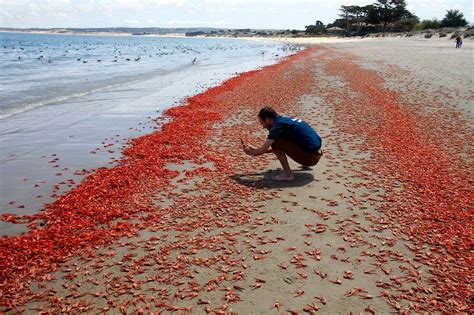 Take a Long Beach Walk at MANDARMANI – NAMASTE