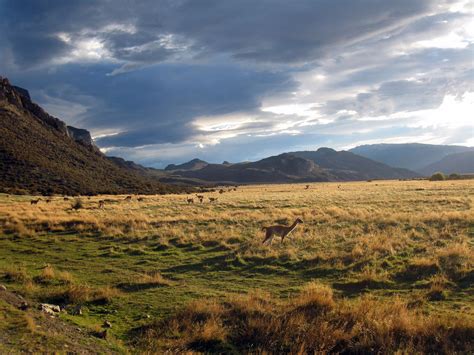 Seeking Guanacos, inspired by Act III in Patagonia | In patagonia ...