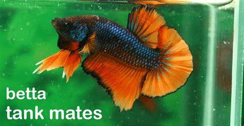 11 Compatible Betta Fish Tank Mates (Complete List)