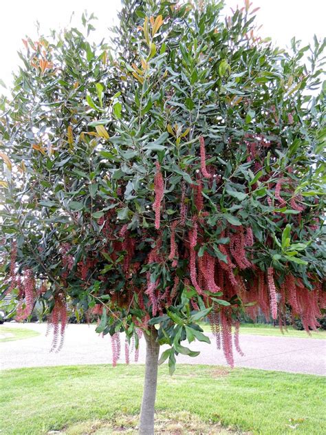 macadamia nut tree flowers - Talitha Matteson