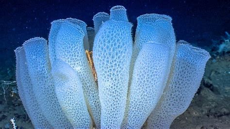 Glass Coral Reef (Canada) - 9,000 years old