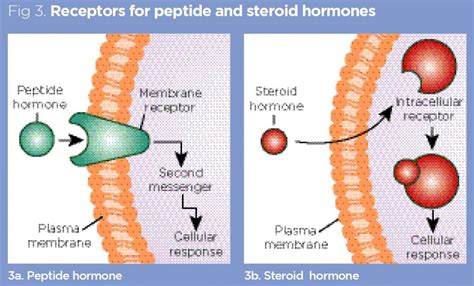 Endocrine system 1: overview of the endocrine system and hormones | Nursing Times